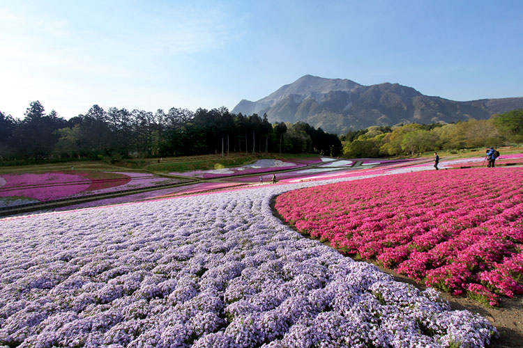 羊山公園 芝桜の丘