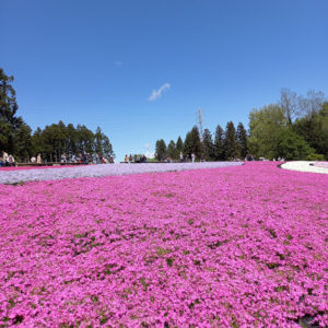 4/16撮影　青い空と芝桜